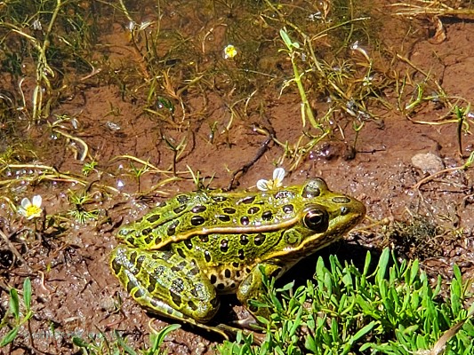 Leopard Froggy